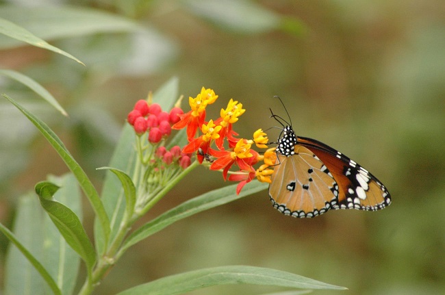 Nehru Zoological Park Hyderabad