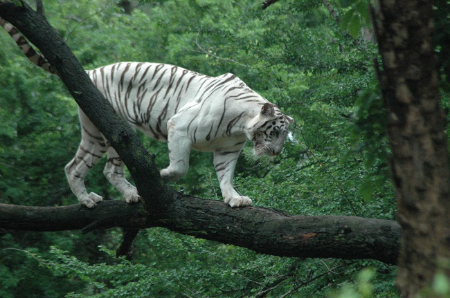 Nehru Zoological Park Hyderabad