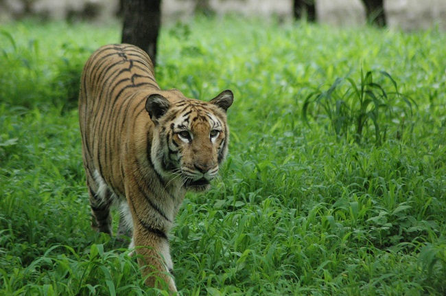 Nehru Zoological Park Hyderabad