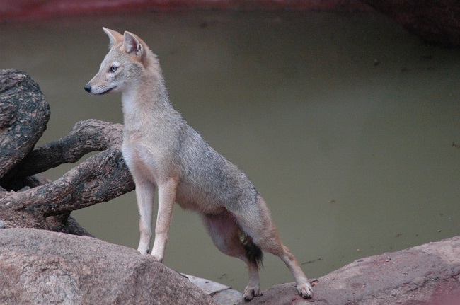 Nehru Zoological Park Hyderabad