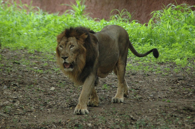 Nehru Zoological Park Hyderabad