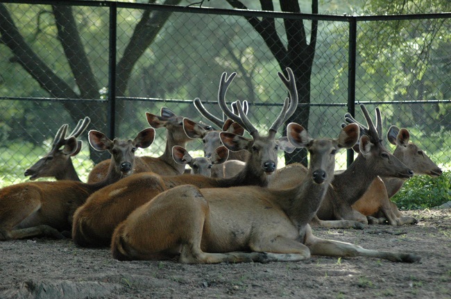 Nehru Zoological Park Hyderabad