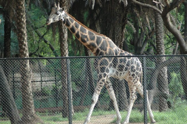 Nehru Zoological Park Hyderabad