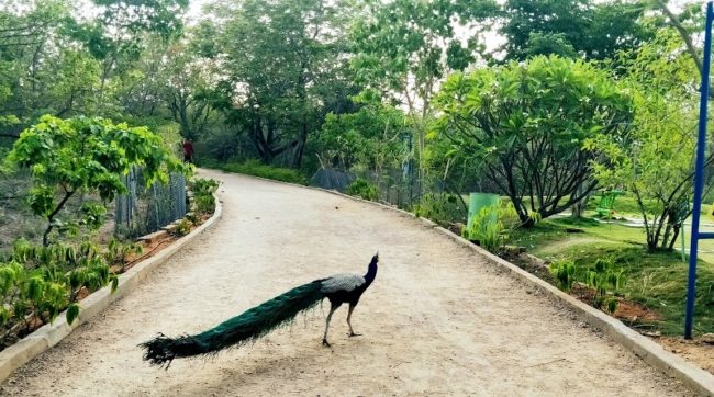 Kasu Brahmananda Reddy National Park