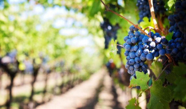 Grape Festival in Hyderabad